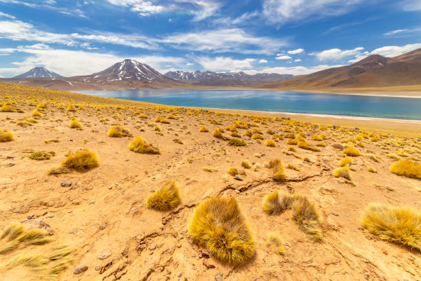 istock Miscanti Lagoon in the Atacama Desert, Chile 1323545394