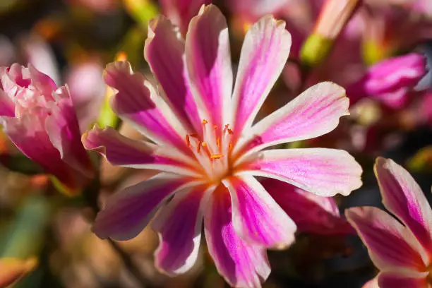 Macro closeup of pink purple white blossom (lewisia cotyledon) in bright sunshine in german garden, colorful blurred bokeh background (focus on right petals of central blossom)