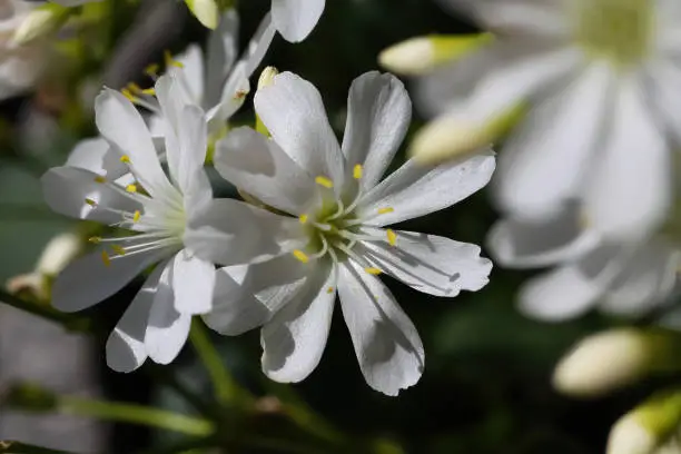 Macro closeup of white blossoms (lewisia cotyledon) in bright sunshine in german garden