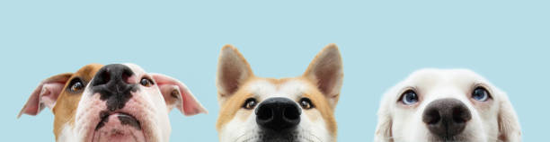 istock Banner Close-up three hide dogs head. Isolated on blue background. 1323547454