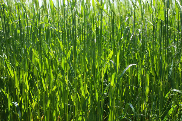 istock Full frame view on field with young green common wheat 1323547616