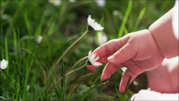 baby hand berühren gänseblümchen an einem sonnigen tag im frühling, nah. naturliebhaber. - baby toddler child flower stock-fotos und bilder