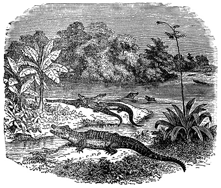 American Alligators on the St. John’s River in Florida, USA. Vintage etching circa 19th century.