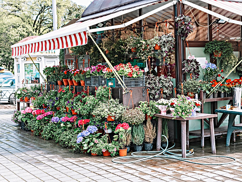 flower shop with potted plants outside, market, botanical, many pots, colorful flowers, spring summer outdoor, hydrangea, pelargonium