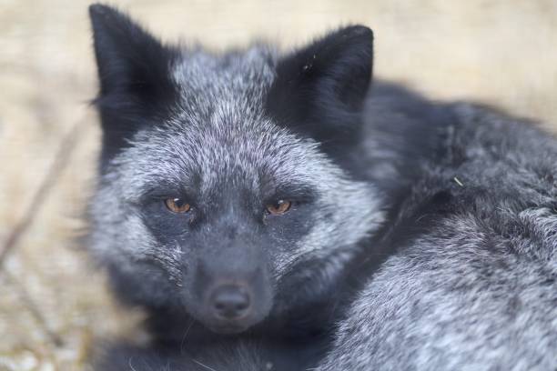 istock Silver fox close up at the zoo. 1323550135