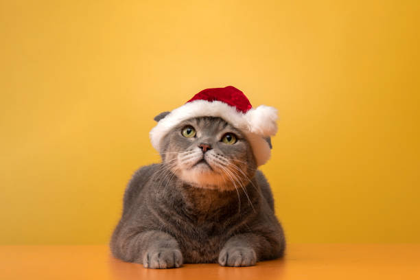 istock Big-headed british shorthair cat with santa hat 1323550389