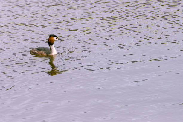 istock Great crested grebe Unmistakable for its long neck 1323550444