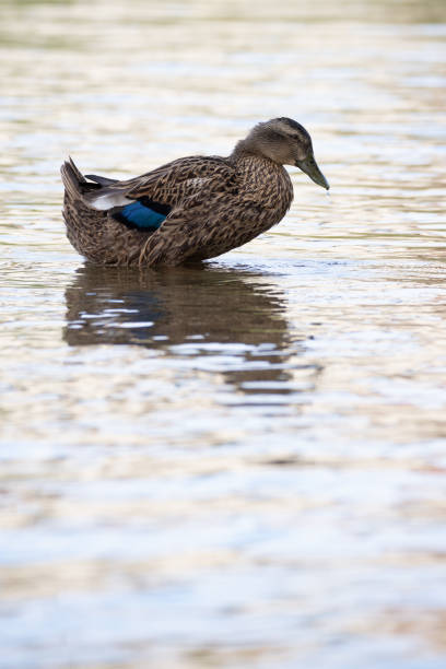 istock Duck (Anas platyrhynchos) in lateral position in a river at sunset. 1323550493