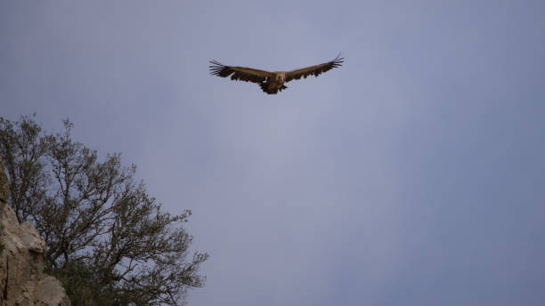 istock Griffon vulture flies over the high rocks where it has its nest 1323550631
