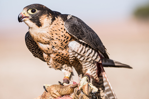 A falcon perched on its trainer's hand with blood in its beak after capturing its prey is practicing falconry.