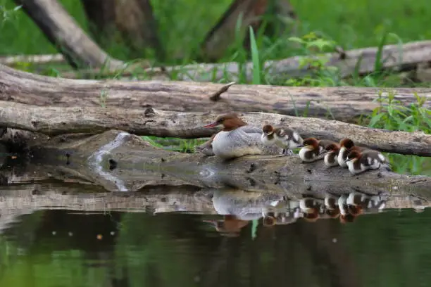 Merganser with its offspring is sitting on a log by the water