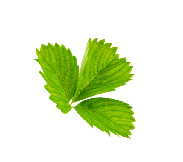 istock Fresh green leaf of strawberry isolated on white background. 1323552885