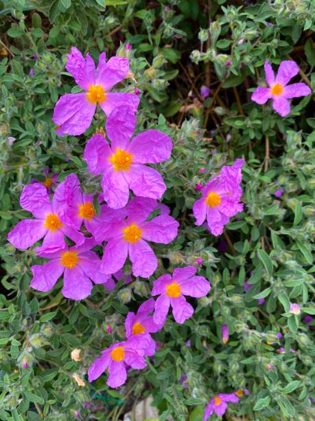istock Pink rock rose flowers 1323553222