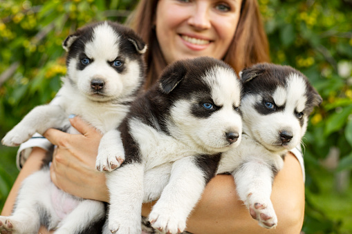 Woman holding three wonderful purebred husky puppies in her hands. Close up portrait of three small husky puppies.