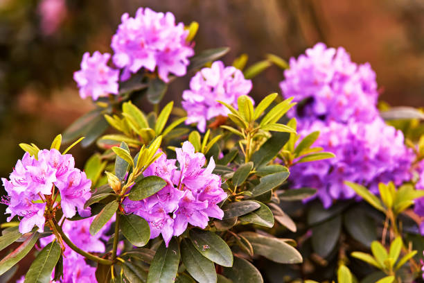 linda flor de flores blossom, fundo de arbusto sempre verde de perto. azalea no verão - azalea magenta flower red - fotografias e filmes do acervo