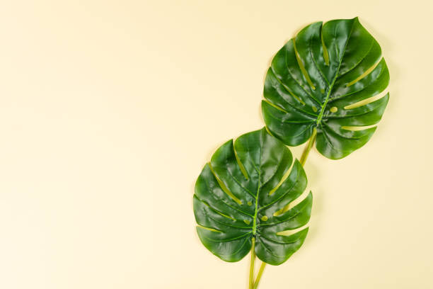istock Monstera leaves on yellow background top view. 1323554386