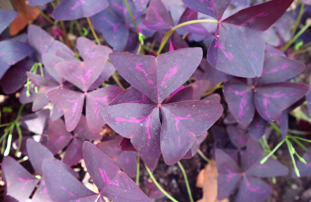 istock Fantastic Deep Purple Leaves with Hot Pink Pattern of False Shamrock Plant 1323554586