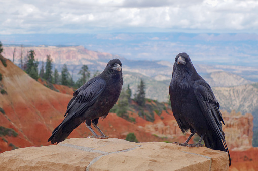 A pair of crows looks annoyed as their peaceful gaze over Black Birch Canyon is disturbed in Bryce Canyon National Park.