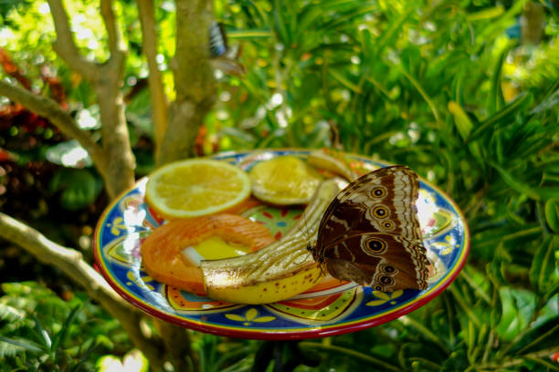 A butterfly lands on a plate of food containing a banana, orange slices and other fruit, surrounded by the lush green nature reserve at the butterfly conservatory in Key West, Florida.