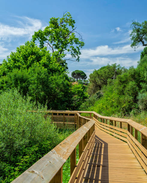 istock Tourist wooden path in the mountains 1323555431