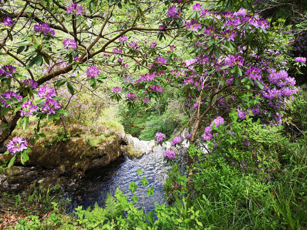 istock Devil's Bridge Falls and nature trail in Rhaeadrau Pontarfynach - Wales 1323555679