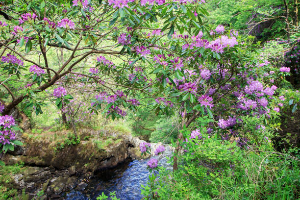 istock Devil's Bridge Falls and nature trail in Rhaeadrau Pontarfynach - Wales 1323555687