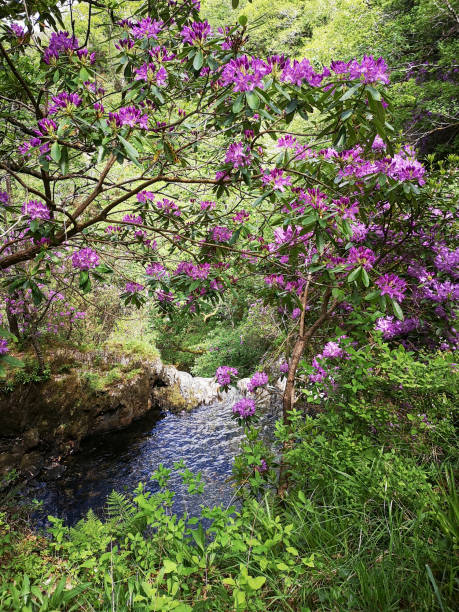 istock Devil's Bridge Falls and nature trail in Rhaeadrau Pontarfynach - Wales 1323555741