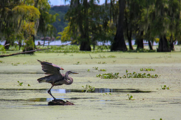 istock Bird Ready for Take Off in Louisiana Swamp 1323556873