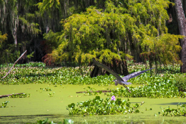 istock Bird Flies Low over Louisiana Swamp 1323556893