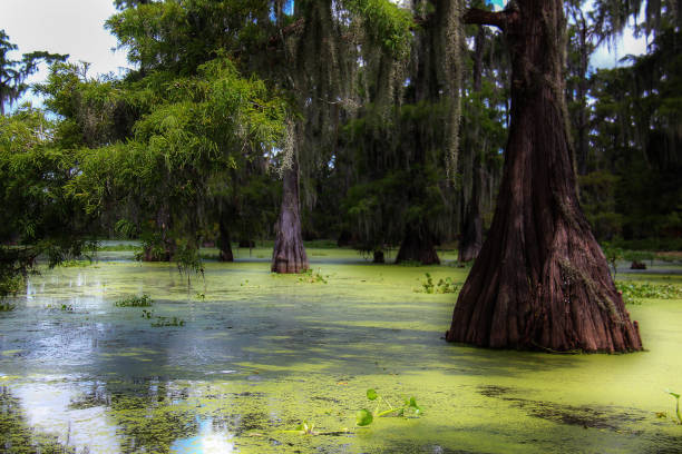 istock Green Louisiana Swamp 1323556931