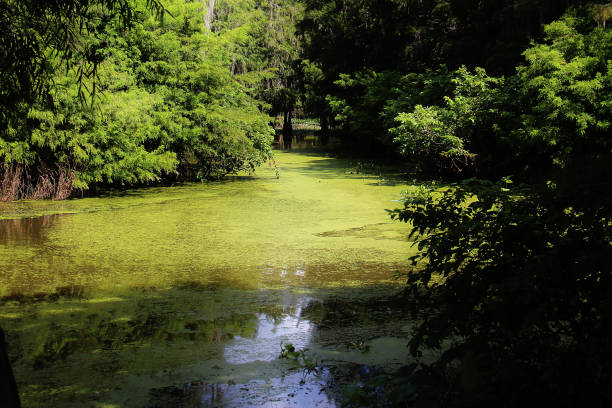 A tourist travels through a lush, green, Louisiana swamp on a blistering hot and sunny summer day, surrounded by nature.