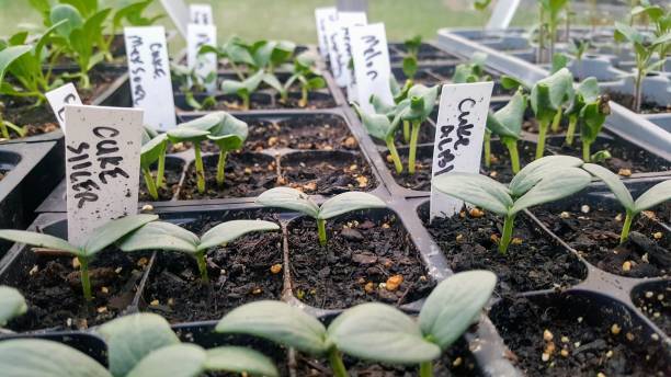 istock Plant Care and Composting 1323557031