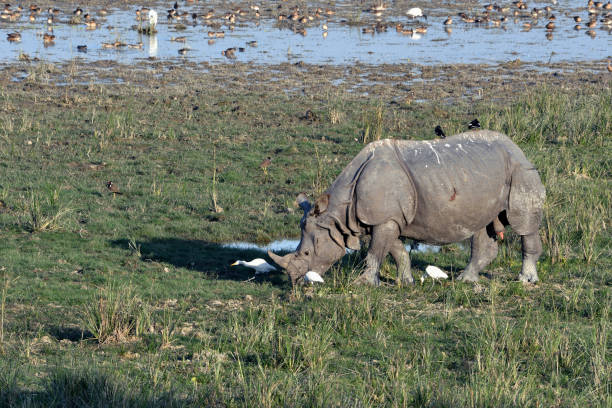 greater one horned rhino - egret water bird wildlife nature imagens e fotografias de stock