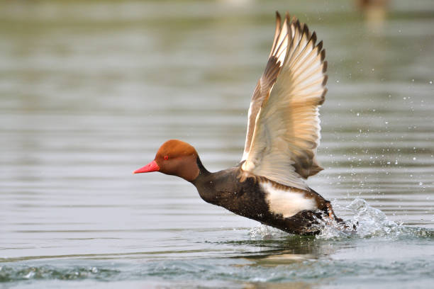 Red Crested Pochard Male Red Crested Pochard Duck Is Taking Off From The Water netta rufina stock pictures, royalty-free photos & images