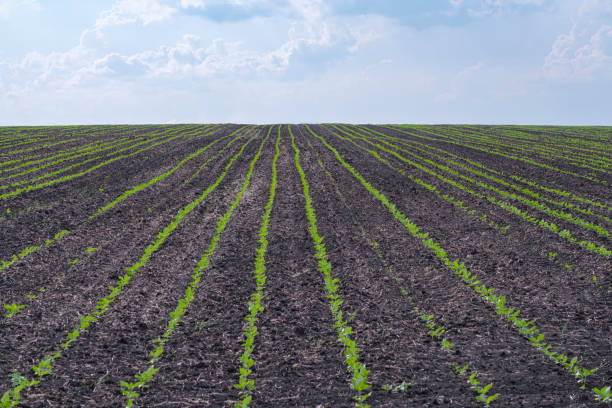 istock young sunflower sprouts on the field as a background 1323559213
