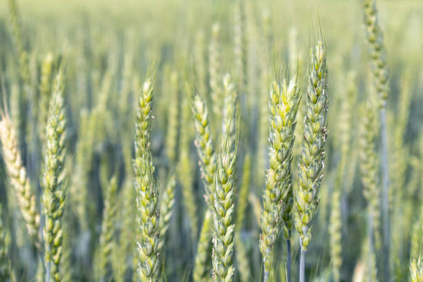 istock wheat ears close up on a field as a background 1323559575