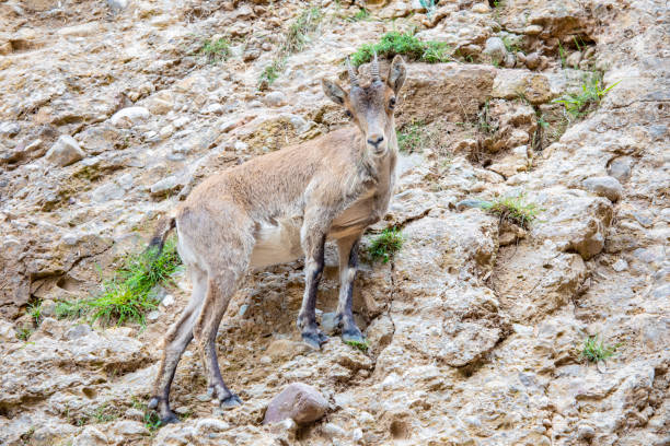 istock Capra pyrenaica hispanica, Canal de Sant Jeroni - Montserrat 1323559626