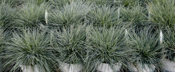 Seedlings in pots Blue fescue Intense Blue leaves Festuca glauca, bunner Seedlings in pots Blue fescue Intense Blue leaves Festuca glauca, bunner festuca glauca stock pictures, royalty-free photos & images