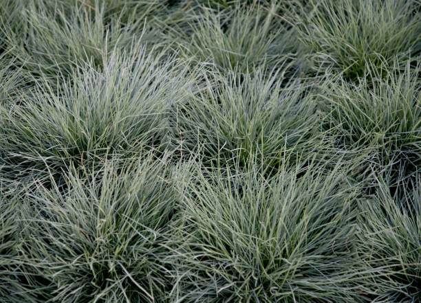 Potted seedlings Blue fescue Intense Blue leaves Festuca glauca, Seedlings in pots Blue fescue Intense Blue leaves Festuca glauca festuca glauca stock pictures, royalty-free photos & images