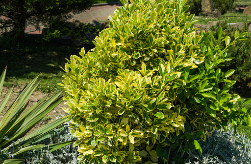 Euonymus japonicus Aureo-Marginata with variegated green-yellow leaves on blurred green background in Arkhipo-Osipovka. Elegant background for natural design. Selective soft focus, place for text.