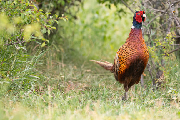 istock Birds Common pheasant Phasianus colchicus. In the habitat 1323561566