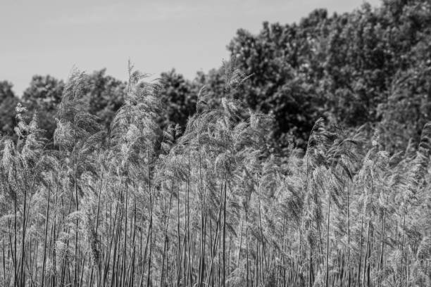 istock brown reed grass in the wind 1323561764