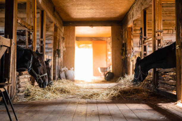 un día típico en un establo de madera en una granja, caballos comiendo heno en sus puestos - horse stall stable horse barn fotografías e imágenes de stock