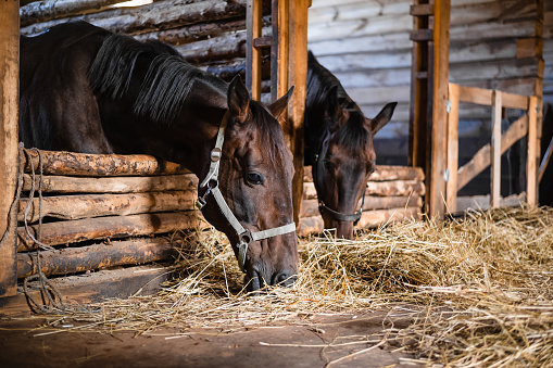 Portrait of two chestnut horses eating hay in a wooden stable.