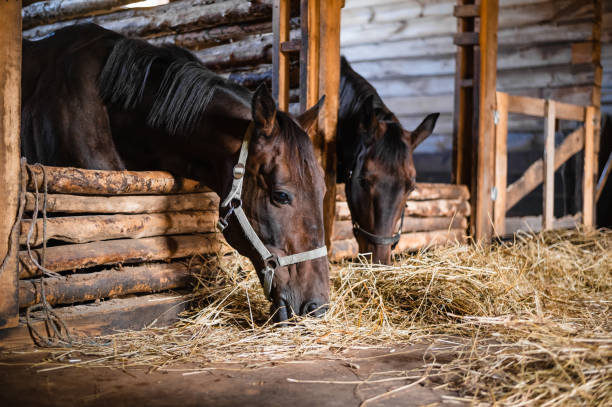 Portrait of two chestnut horses eating hay in a wooden stable Portrait of two chestnut horses eating hay in a wooden stable. equestrian event photos stock pictures, royalty-free photos & images