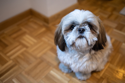 Shi Tzu dog is resting in his home