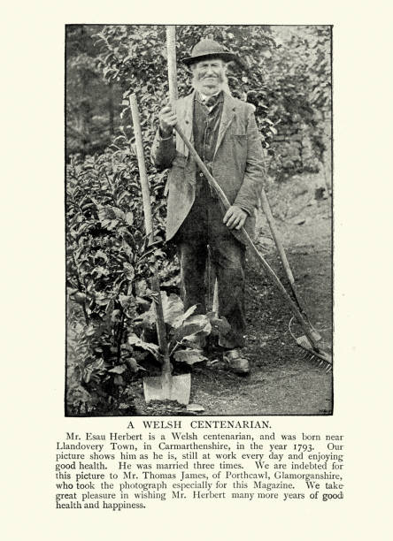 Young man harvesting fava bean pods during a day in the orchard. Agriculture and healthy food.