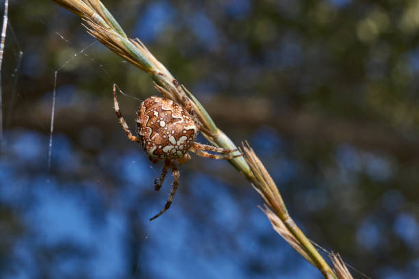 istock Spider cross lat. Araneus repairs the cobwebs torn by strong winds 1323564997