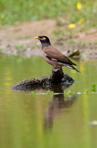 Common Myna (Acridotheres tristis) adult perched on stump in water\