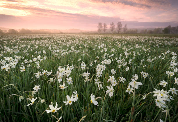 istock Daffodils in the fog 1323567242